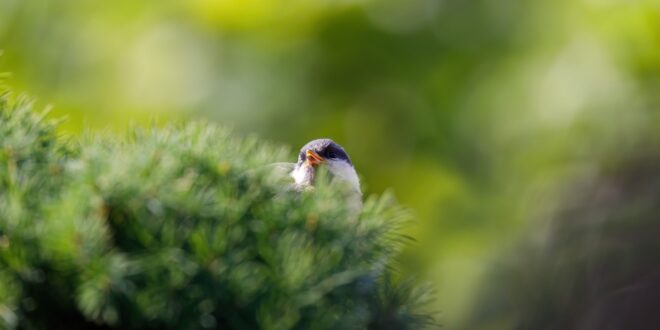 Természetvédelmi szemléletformáló program indul civil szervezetek összefogásával