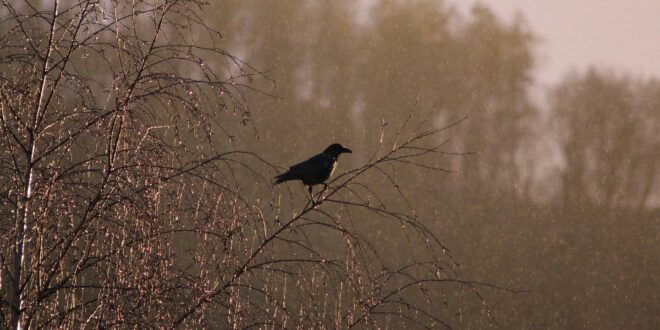 Lakossági segítséget kér az MME a vetési varjak országos felméréséhez