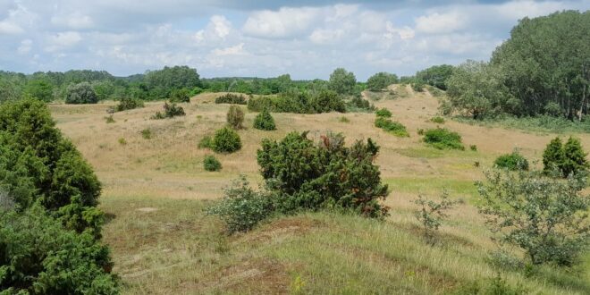 Több fa, kevesebb víz? Új megközelítés kell a száraz tájakon