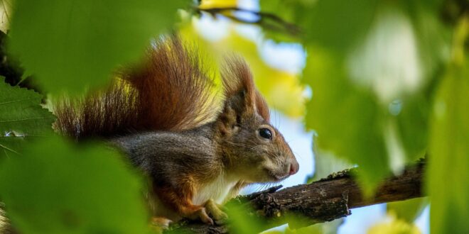 Lezárult a nagyragadozók védelmét szolgáló nemzetközi program a Kárpátokban