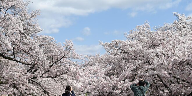Hanami Szegeden: japán virágünnep a Füvészkertben