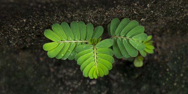Több tízezer új fa: felpörög a településfásítási program