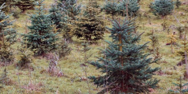 Eltűnhet a lucfenyő Magyarországról? Tömeges pusztulást mértek