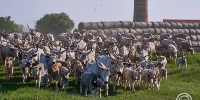 Újra életre kel a hagyomány: kihajtási ünnep a Hortobágyon