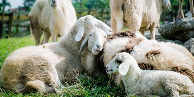 A magyar bárány világsiker: az export húzza az ágazatot