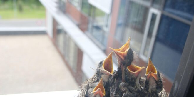 Jó szándékból kárt: így árthatunk a talált madárfiókáknak