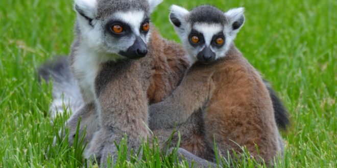 Ritka maki ikrek születtek a nagykőrösi szafariparkban