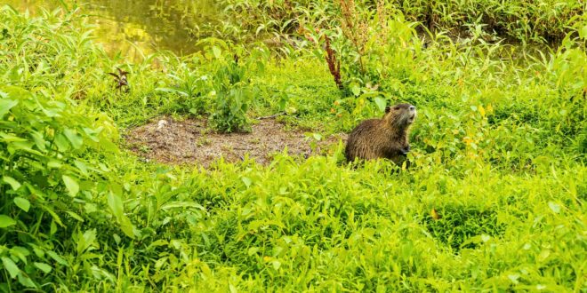 Inváziós rágcsálók új otthonban: nutriák érkeztek a Szegedi Vadasparkba