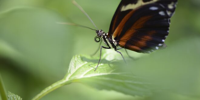 Új otthon a beporzóknak: különleges kert nyílt Budapesten