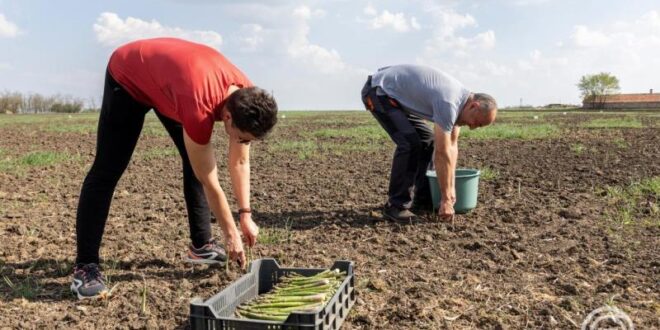 Tarol a magyar spárga: itthon és külföldön is egyre nagyobb a kereslet