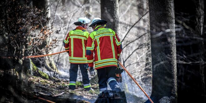 Rekordméretű erdőtüzek pusztítottak az EU-ban tavaly