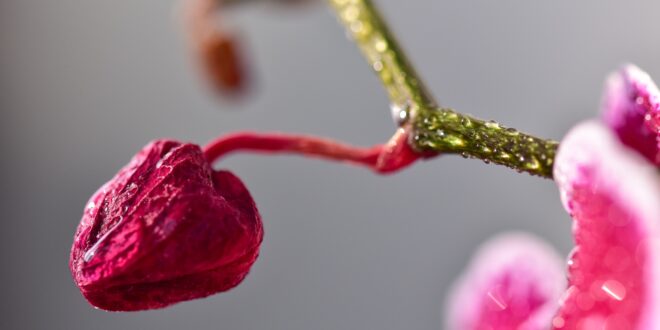 Virágzik Erdély egyik legritkább és leglátványosabb orchideája